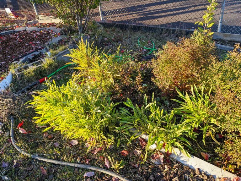 A garden bed with soaker hose