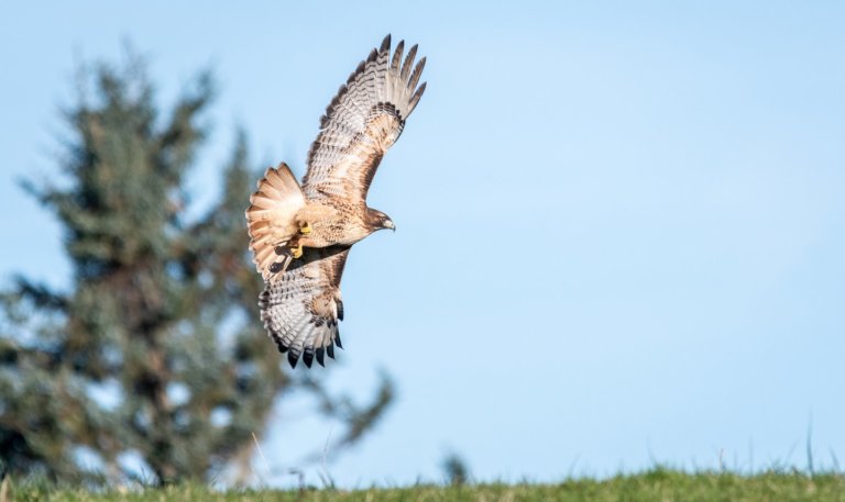 Raptor flying by a tree