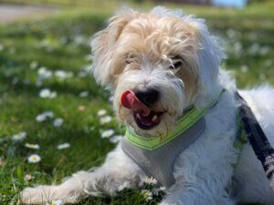 A small dog in a harness rests in a field of daisies.