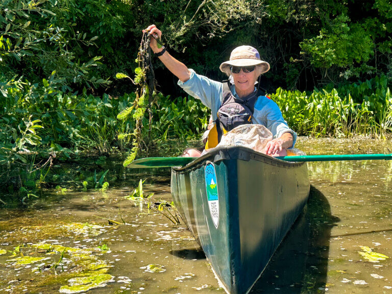 A volunteer in a canoe displays an invasive weed freshly pulled from the river.