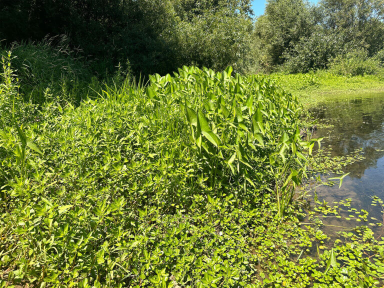 Green growth narrows a water channel.